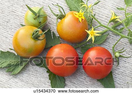 Stock Image - Ripe Tomatoes. Fotosearch