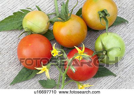 Stock Image - Ripe Tomatoes. Fotosearch