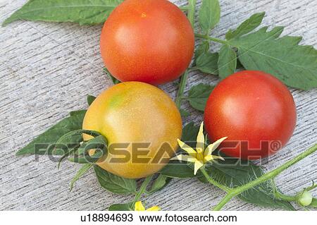 Stock Image - Ripe Tomatoes. Fotosearch