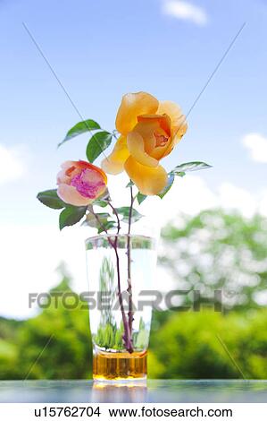 Picture - Roses in a glass. Fotosearch