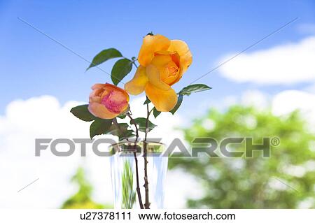 Roses in a glass View Large Photo Image Stock Image - Roses in a glass. Fotosearch