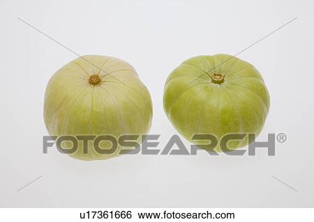 Round Zucchini View Large Photo Image Stock Photograph - Round Zucchini. Fotosearch
