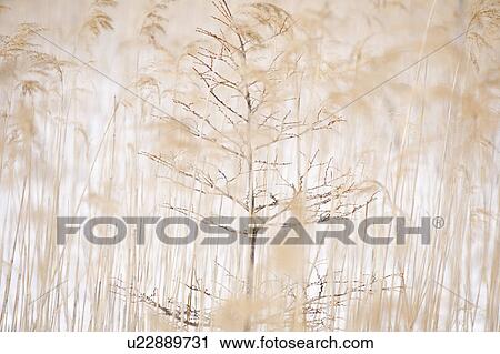 Sapling of Japanese larch tree at snowy Senjo-ga-hara, Tochigi Prefecture, Honshu, Japan View Large Photo Image Stock Image - Sapling of Japanese larch tree at snowy Senjo-ga-hara, Tochigi Prefecture, Honshu, Japan. Fotosearch