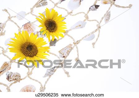 Sea Shells and Sunflowers on Net View Large Photo Image Stock Photography - Sea Shells and Sunflowers on Net. Fotosearch