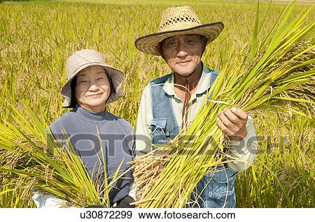 Senior Couple Harvesting Rice View Large Photo Image Stock Photo - Senior Couple Harvesting Rice. Fotosearch