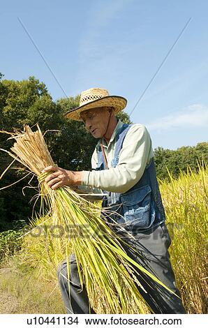 Senior Man Harvesting Rice View Large Photo Image Picture - Senior Man Harvesting Rice. Fotosearch