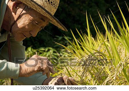 Senior Man Harvesting Rice View Large Photo Image Picture - Senior Man Harvesting Rice. Fotosearch