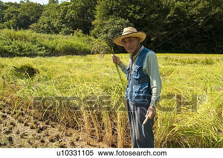 Senior Man Harvesting Rice View Large Photo Image Stock Photography - Senior Man Harvesting Rice. Fotosearch