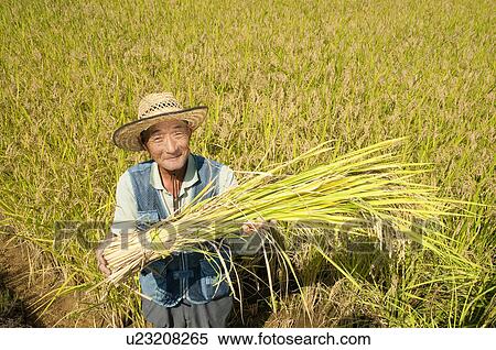 Senior Man Harvesting Rice View Large Photo Image Stock Photography - Senior Man Harvesting Rice. Fotosearch