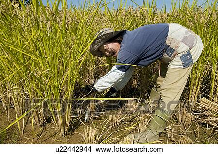 Senior Woman Harvesting Rice View Large Photo Image Picture - Senior Woman Harvesting Rice. Fotosearch
