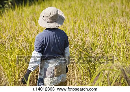 Senior Woman Harvesting View Large Photo Image Stock Image - Senior Woman Harvesting. Fotosearch
