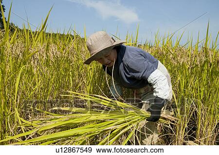 Stock Photo - Senior Woman Harvesting. Fotosearch