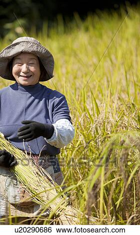 Senior Woman Harvesting View Large Photo Image Stock Photograph - Senior Woman Harvesting. Fotosearch