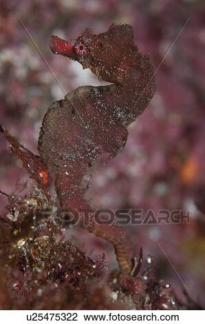 Stock Image - Shiho's seahorse (Hippocampus sindpnis). Fotosearch