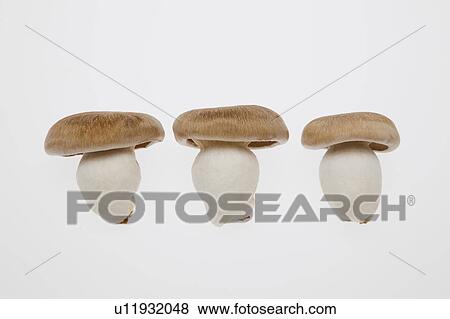 Stock Photo - Shimeji Mushrooms. Fotosearch