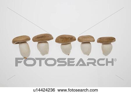 Shimeji Mushrooms View Large Photo Image Stock Photograph - Shimeji Mushrooms. Fotosearch