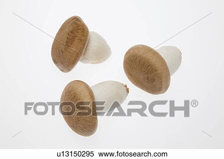 Shimeji Mushrooms View Large Photo Image Stock Photography - Shimeji Mushrooms. Fotosearch