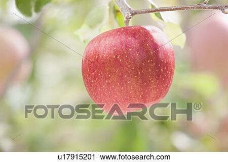 Stock Image - Single Apple. Fotosearch
