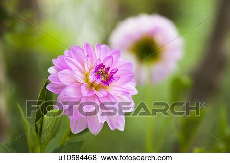 Single Dahlia Flower View Large Photo Image Stock Photo - Single Dahlia Flower. Fotosearch