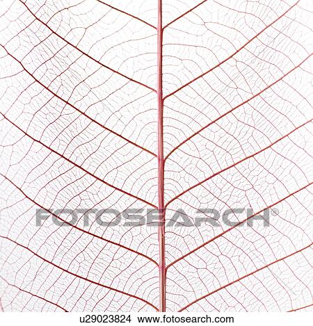 Picture - Single Leaf. Fotosearch