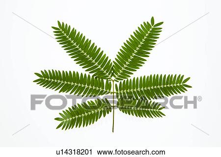 Single Leaf View Large Photo Image Stock Image - Single Leaf. Fotosearch