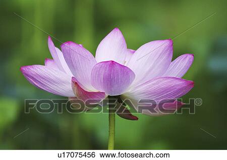 Single Lotus Flower View Large Photo Image Stock Photograph - Single Lotus Flower. Fotosearch