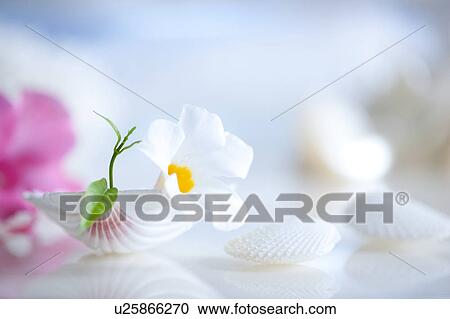 Stock Image - Single White Flower on Shell. Fotosearch