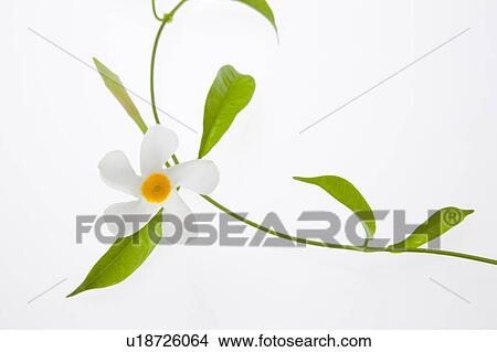 Single White Flower View Large Photo Image Picture - Single White Flower. Fotosearch