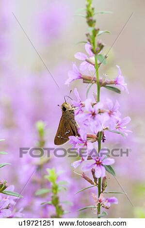 Stock Image - Skipper Butterfly. Fotosearch