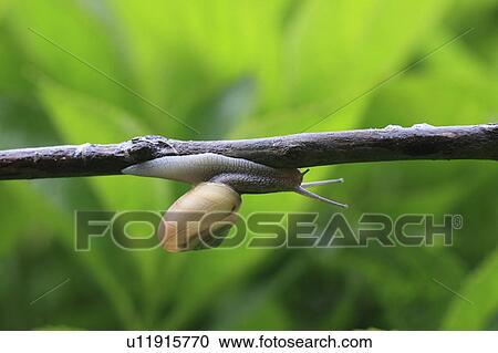 Stock Image - Snail on branch, Chiba Prefecture, Honshu, Japan. Fotosearch
