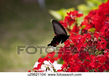 Spangle (Papilio protenor) Geranium, Japan View Large Photo Image Picture - Spangle (Papilio protenor) Geranium, Japan. Fotosearch