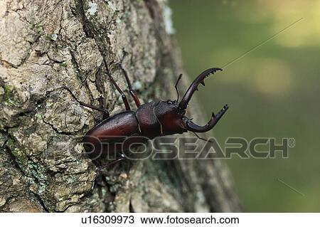 Stag beetle on Sawtooth Oak, Japan View Large Photo Image Stock Image - Stag beetle on Sawtooth Oak, Japan. Fotosearch