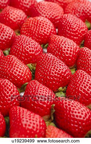 Strawberries View Large Photo Image Stock Photo - Strawberries. Fotosearch