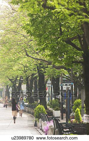 Street in Jiyugaoka View Large Photo Image Stock Image - Street in Jiyugaoka. Fotosearch