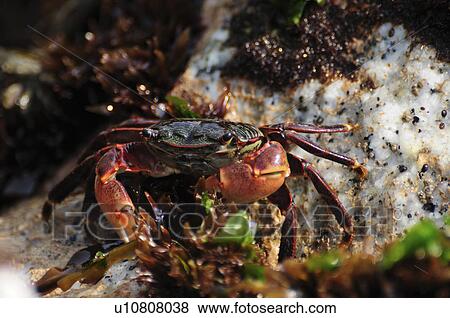 Striped Shore Crab View Large Photo Image Stock Photo - Striped Shore Crab. Fotosearch