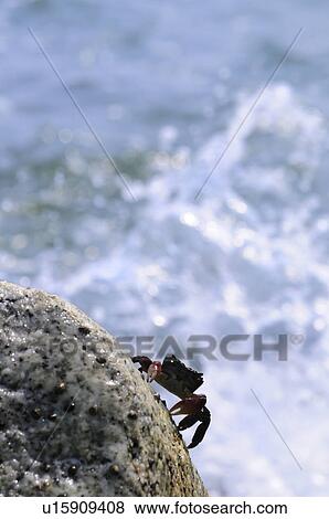 Striped Shore Crab View Large Photo Image Stock Photo - Striped Shore Crab. Fotosearch