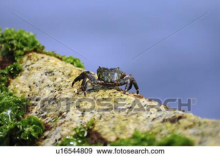 Striped Shore Crab View Large Photo Image Stock Photo - Striped Shore Crab. Fotosearch