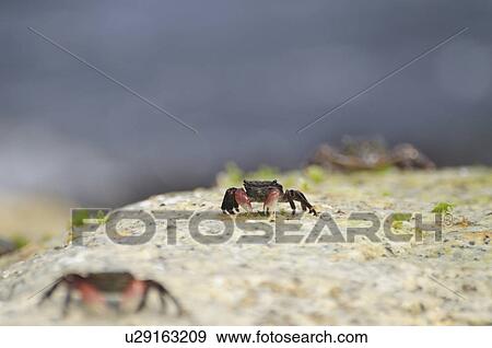 Striped Shore Crabs View Large Photo Image Stock Photo - Striped Shore Crabs. Fotosearch
