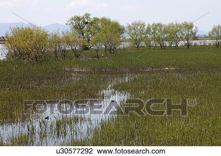 Stock Image - Suigo (Wetland), Shiga Prefecture, Honshu, Japan. Fotosearch