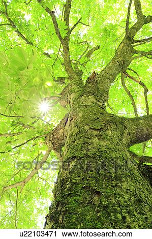 Sun Shining Through Horse Chestnut Tree View Large Photo Image Stock Image - Sun Shining Through Horse Chestnut Tree. Fotosearch