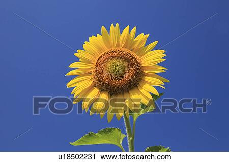 Stock Image - Sunflower, Chiba Prefecture, Honshu, Japan. Fotosearch