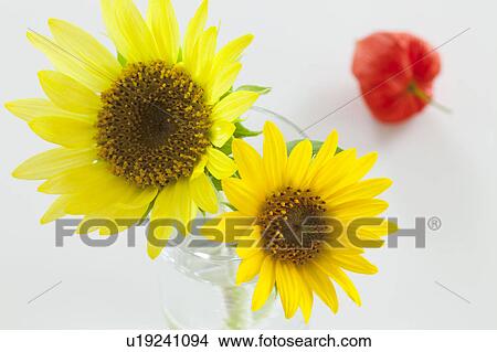 Picture - Sunflowers and Winter Cherry. Fotosearch