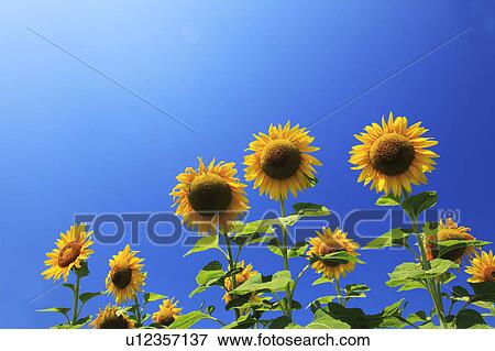 Sunflowers, Chiba Prefecture, Honshu, Japan View Large Photo Image Stock Photo - Sunflowers, Chiba Prefecture, Honshu, Japan. Fotosearch