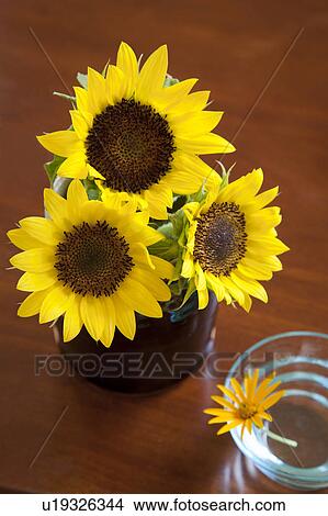 Picture - Sunflowers in a vase. Fotosearch