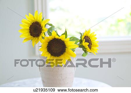 Stock Photo - Sunflowers in a vase. Fotosearch