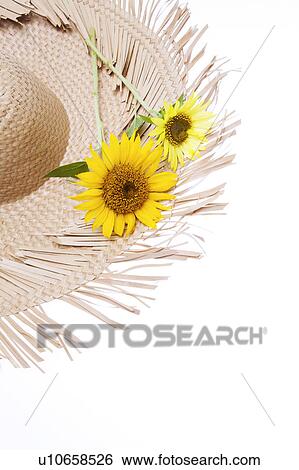 Sunflowers on Straw Hat View Large Photo Image Stock Photograph - Sunflowers on Straw Hat. Fotosearch