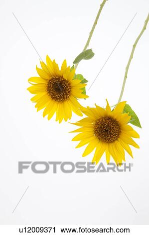 Stock Image - Sunflowers. Fotosearch