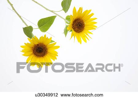 Sunflowers View Large Photo Image Stock Image - Sunflowers. Fotosearch