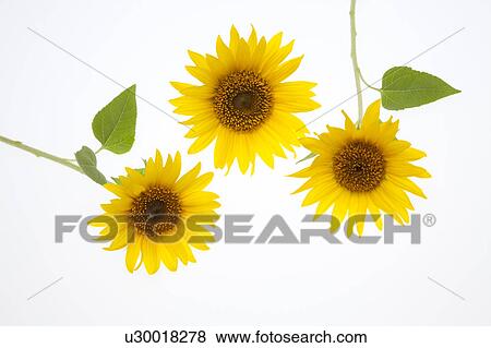 Stock Photo - Sunflowers. Fotosearch