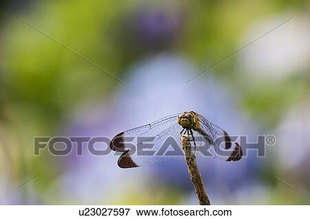 Stock Photo - Sympetrum infuscatum on a branch. Fotosearch